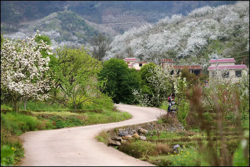 【春天，广西桂林灌阳县向您发出邀请！】我们在灌阳看梨花 - 游山玩水 - 白城生活社区 - 白城28生活网 bc.28life.com