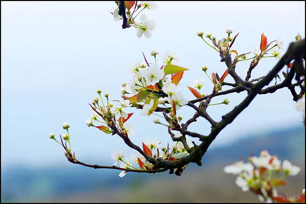 【春天，广西桂林灌阳县向您发出邀请！】我们在灌阳看梨花 - 游山玩水 - 白城生活社区 - 白城28生活网 bc.28life.com