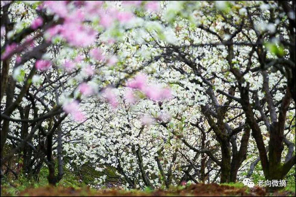 【春天，广西桂林灌阳县向您发出邀请！】我们在灌阳看梨花 - 游山玩水 - 白城生活社区 - 白城28生活网 bc.28life.com