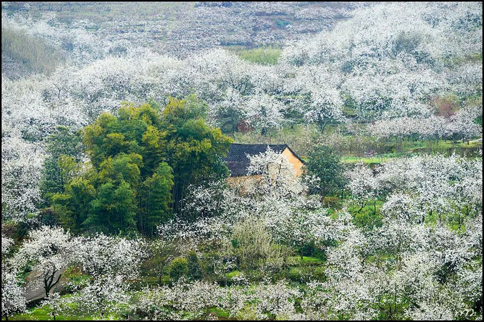 【春天，广西桂林灌阳县向您发出邀请！】我们在灌阳看梨花 - 游山玩水 - 白城生活社区 - 白城28生活网 bc.28life.com