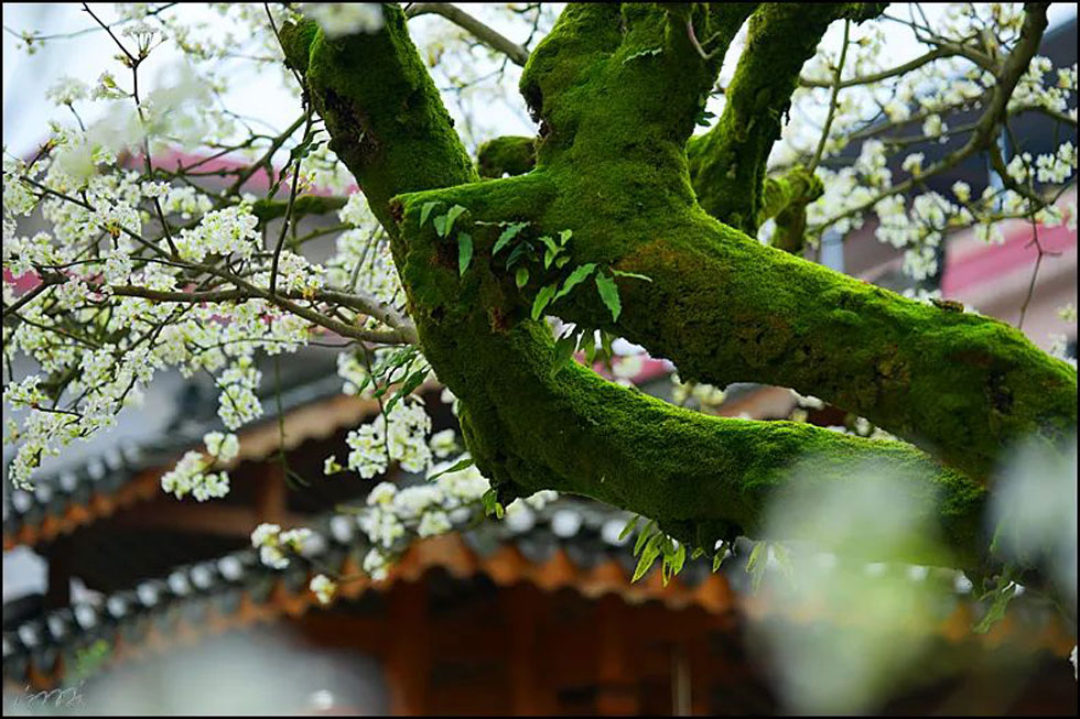 【春天，广西桂林灌阳县向您发出邀请！】我们在灌阳看梨花 - 游山玩水 - 白城生活社区 - 白城28生活网 bc.28life.com