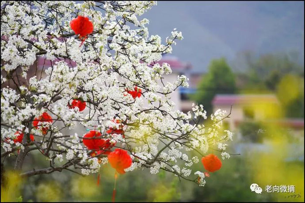【春天，广西桂林灌阳县向您发出邀请！】我们在灌阳看梨花 - 游山玩水 - 白城生活社区 - 白城28生活网 bc.28life.com