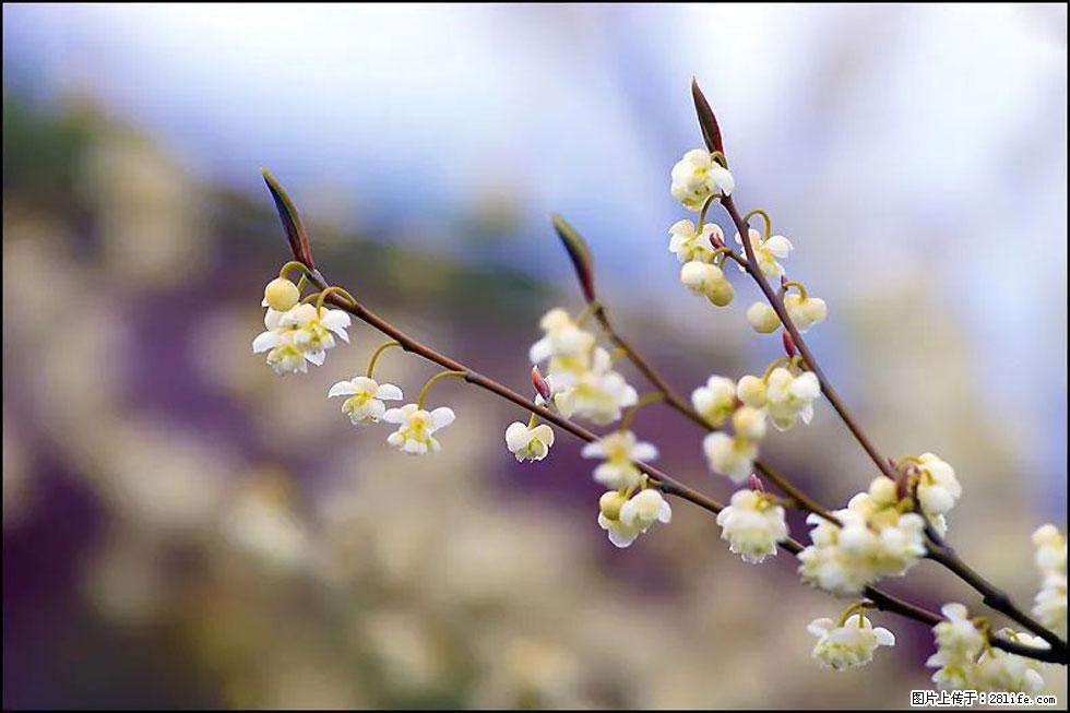 【春天，广西桂林灌阳县向您发出邀请！】米珠山前有片山苍子花在飘香 - 游山玩水 - 白城生活社区 - 白城28生活网 bc.28life.com