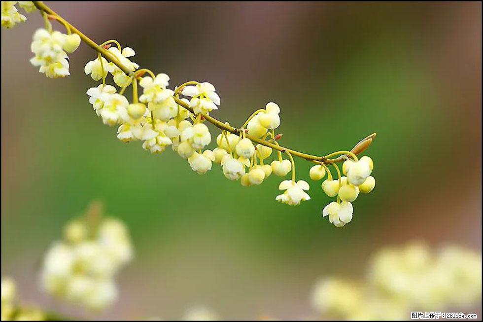 【春天，广西桂林灌阳县向您发出邀请！】米珠山前有片山苍子花在飘香 - 游山玩水 - 白城生活社区 - 白城28生活网 bc.28life.com