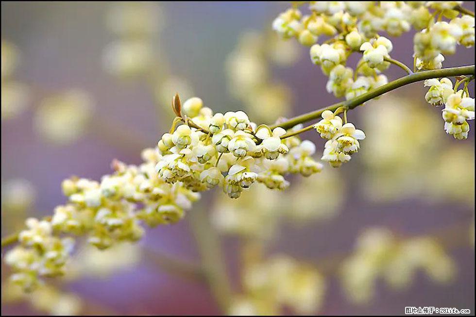 【春天，广西桂林灌阳县向您发出邀请！】米珠山前有片山苍子花在飘香 - 游山玩水 - 白城生活社区 - 白城28生活网 bc.28life.com