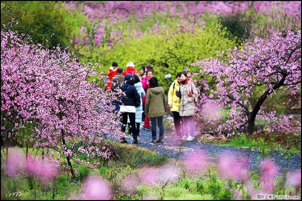 【春天，广西桂林灌阳县向您发出邀请！】官庄村有个醉美的桃花园 - 游山玩水 - 白城生活社区 - 白城28生活网 bc.28life.com