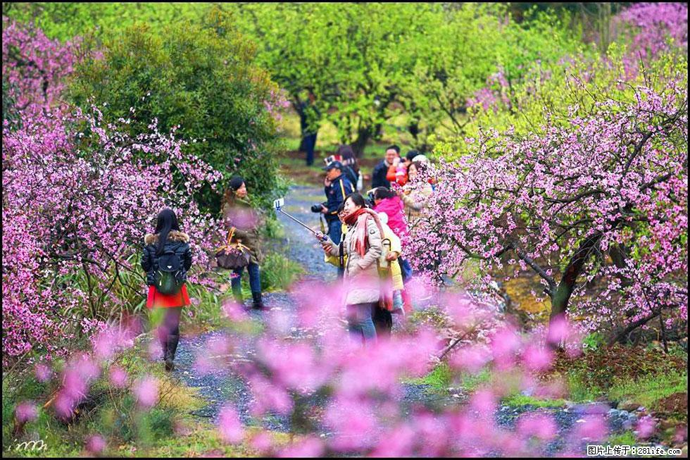 【春天，广西桂林灌阳县向您发出邀请！】官庄村有个醉美的桃花园 - 游山玩水 - 白城生活社区 - 白城28生活网 bc.28life.com