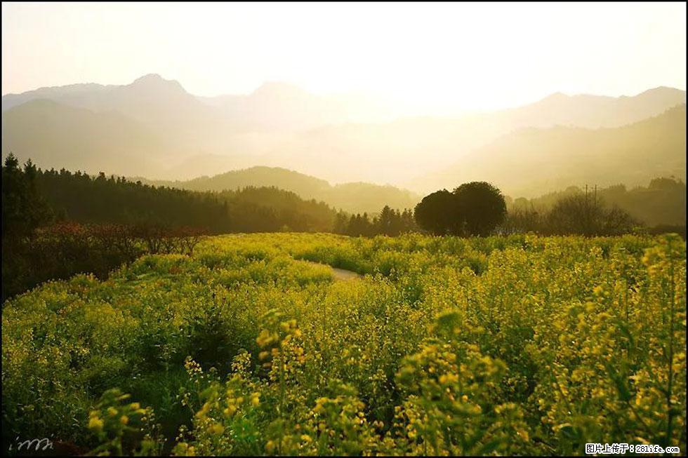 【春天，广西桂林灌阳县向您发出邀请！】长坪村油菜盛情花开 - 游山玩水 - 白城生活社区 - 白城28生活网 bc.28life.com