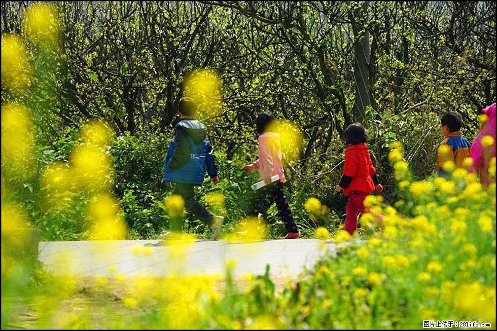 【春天，广西桂林灌阳县向您发出邀请！】长坪村油菜盛情花开 - 游山玩水 - 白城生活社区 - 白城28生活网 bc.28life.com