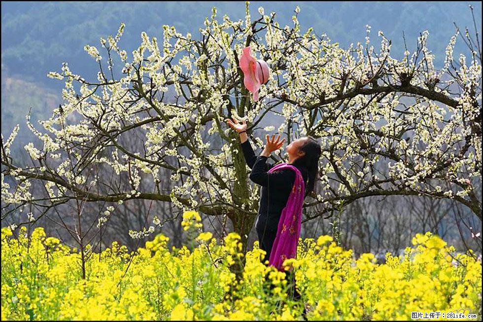 【春天，广西桂林灌阳县向您发出邀请！】长坪村油菜盛情花开 - 游山玩水 - 白城生活社区 - 白城28生活网 bc.28life.com