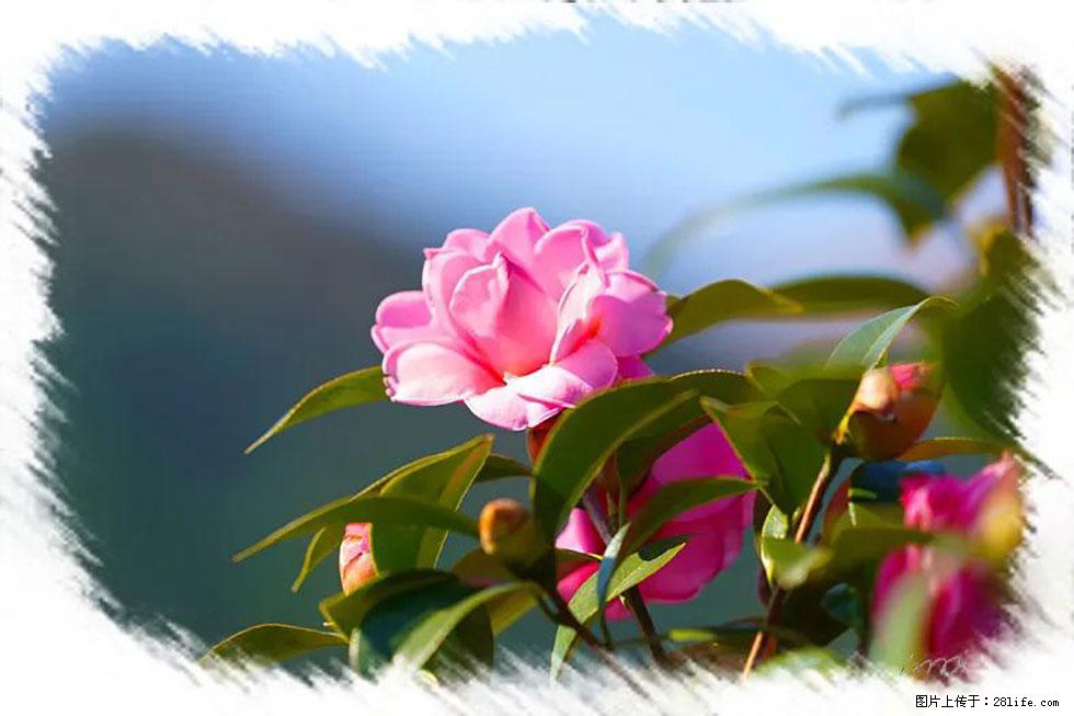 【春天，广西桂林灌阳县向您发出邀请！】杨柳井茶花惹人爱 - 游山玩水 - 白城生活社区 - 白城28生活网 bc.28life.com