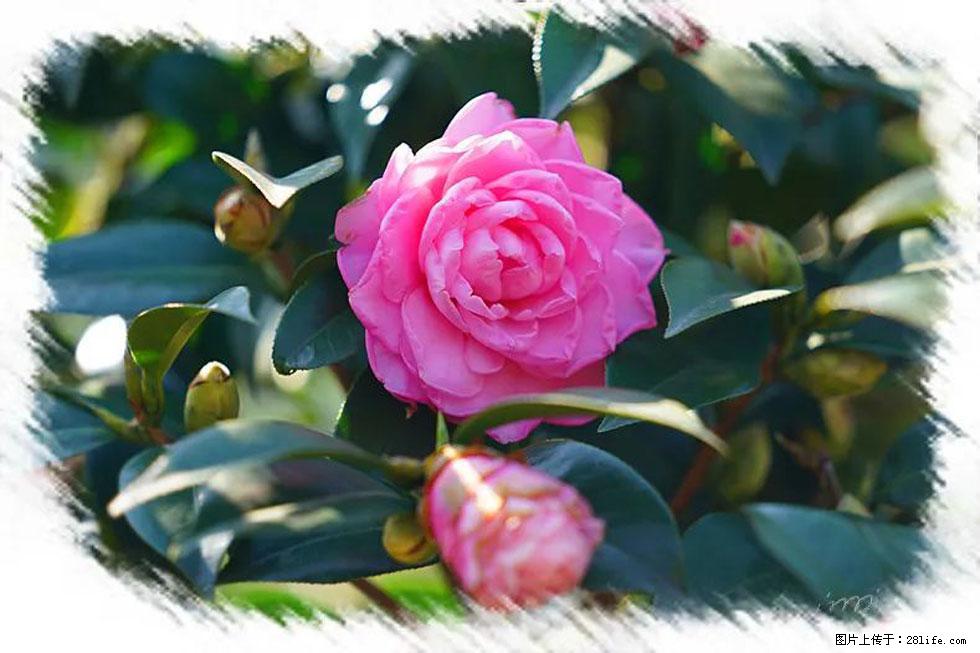 【春天，广西桂林灌阳县向您发出邀请！】杨柳井茶花惹人爱 - 游山玩水 - 白城生活社区 - 白城28生活网 bc.28life.com