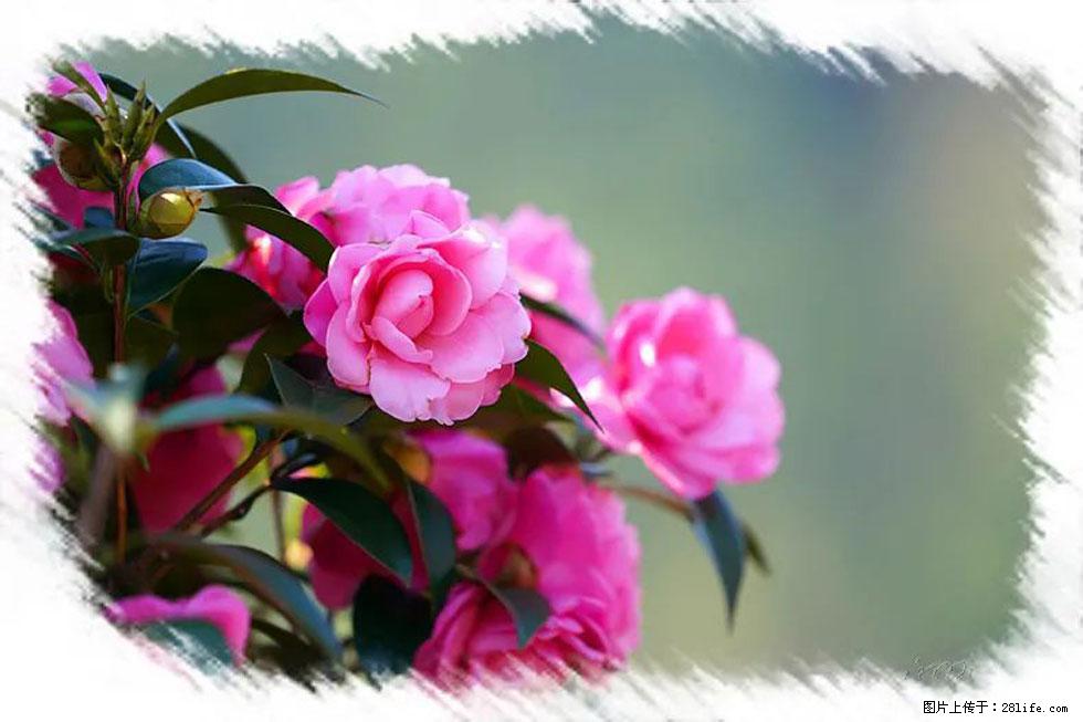 【春天，广西桂林灌阳县向您发出邀请！】杨柳井茶花惹人爱 - 游山玩水 - 白城生活社区 - 白城28生活网 bc.28life.com