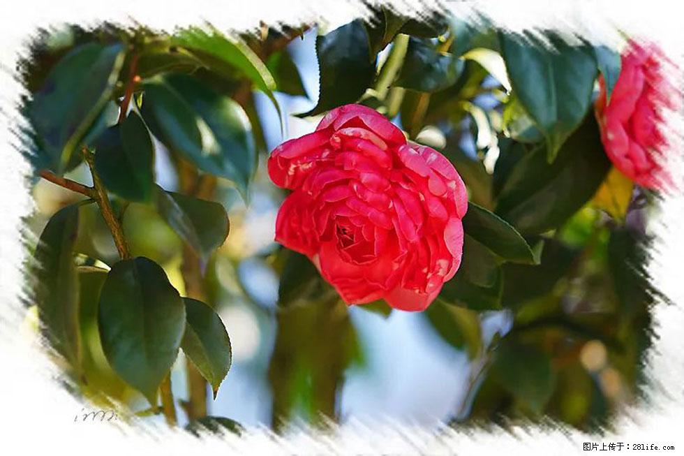 【春天，广西桂林灌阳县向您发出邀请！】杨柳井茶花惹人爱 - 游山玩水 - 白城生活社区 - 白城28生活网 bc.28life.com