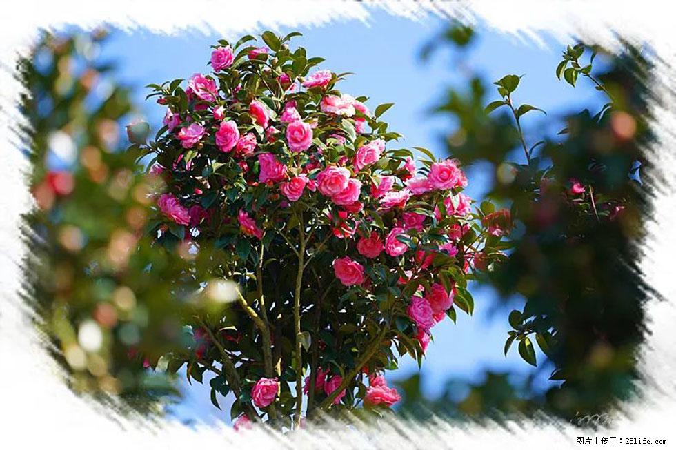 【春天，广西桂林灌阳县向您发出邀请！】杨柳井茶花惹人爱 - 游山玩水 - 白城生活社区 - 白城28生活网 bc.28life.com