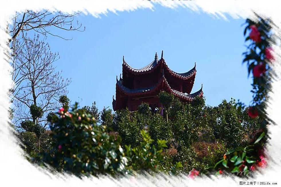 【春天，广西桂林灌阳县向您发出邀请！】杨柳井茶花惹人爱 - 游山玩水 - 白城生活社区 - 白城28生活网 bc.28life.com