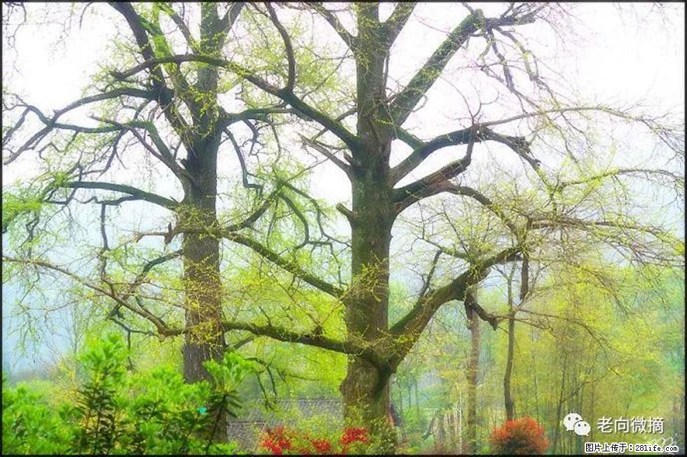 【春天，广西桂林灌阳县向您发出邀请！】在小龙村与春天约会 - 游山玩水 - 白城生活社区 - 白城28生活网 bc.28life.com