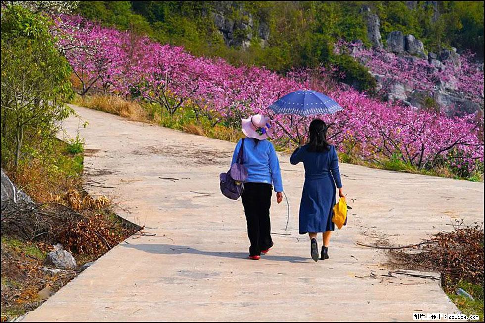 【春天，广西桂林灌阳县向您发出邀请！】望月岭上桃花开 - 游山玩水 - 白城生活社区 - 白城28生活网 bc.28life.com