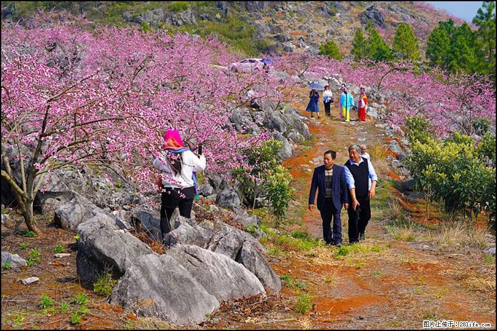 【春天，广西桂林灌阳县向您发出邀请！】望月岭上桃花开 - 游山玩水 - 白城生活社区 - 白城28生活网 bc.28life.com