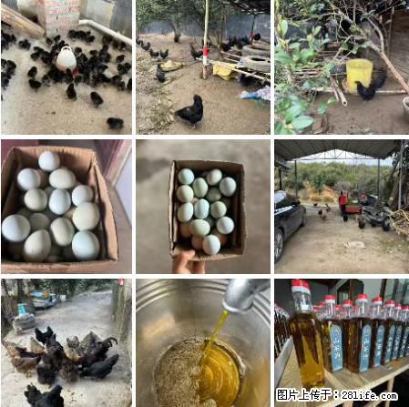 油茶园从小鸡仔开始养起的纯土鸡、土鸡蛋可以预定啦!还有前几天刚榨的纯山茶油哦 - 美食天地 - 白城生活社区 - 白城28生活网 bc.28life.com