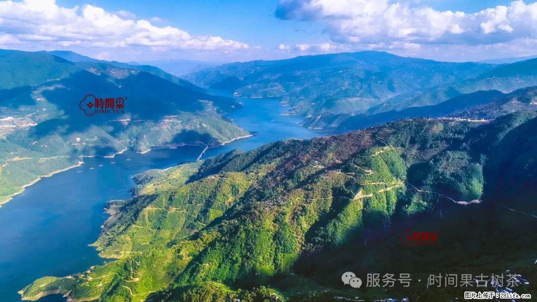 时间果百年古树龙珠普洱生茶 - 购物交流 - 白城生活社区 - 白城28生活网 bc.28life.com