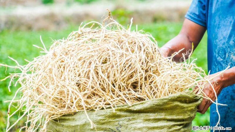 堪称“最难吃”的蔬菜,却是 “抗辐射神器”,还能护肺、清热、止咳化痰! - 白城生活资讯 - 白城28生活网 bc.28life.com