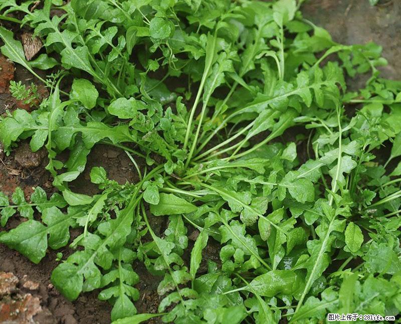 这些蔬菜是“天然钙片”，这6种被医生重点推荐 - 白城生活资讯 - 白城28生活网 bc.28life.com