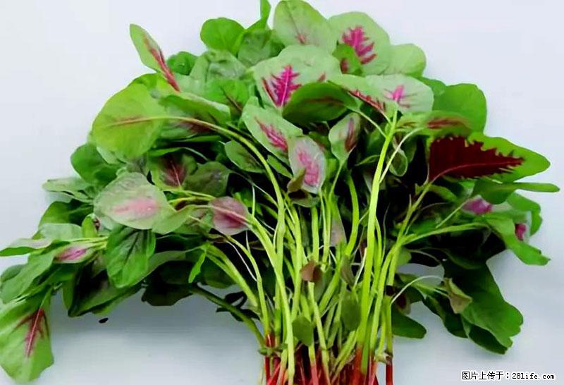 这些蔬菜是“天然钙片”，这6种被医生重点推荐 - 白城生活资讯 - 白城28生活网 bc.28life.com