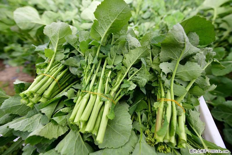 这些蔬菜是“天然钙片”，这6种被医生重点推荐 - 白城生活资讯 - 白城28生活网 bc.28life.com